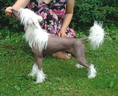 Proud Pony Enterprise