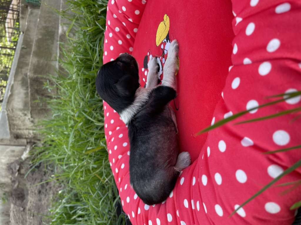 Marydance Jazzy Mood