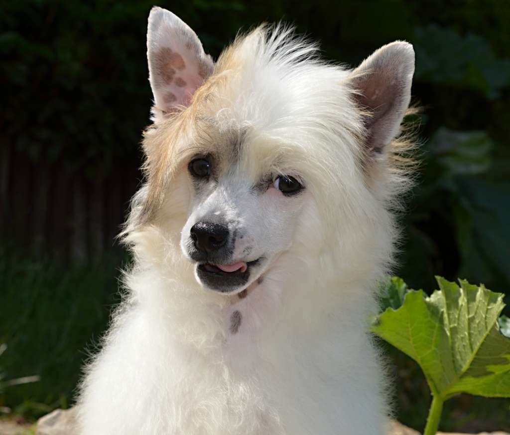 Christine Nicolette z Andelovy dllane