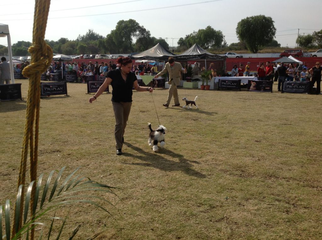 Black poison del solar