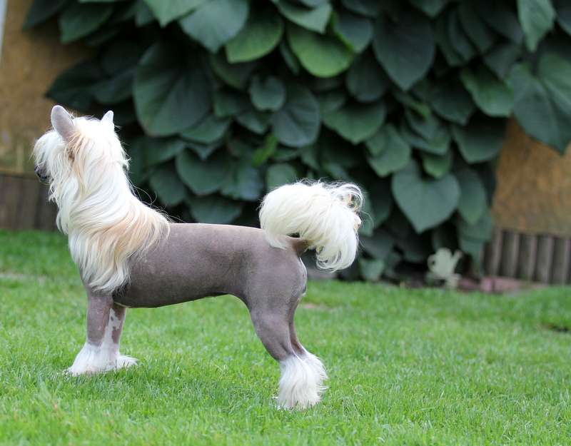 Solino's Proud N' Loud