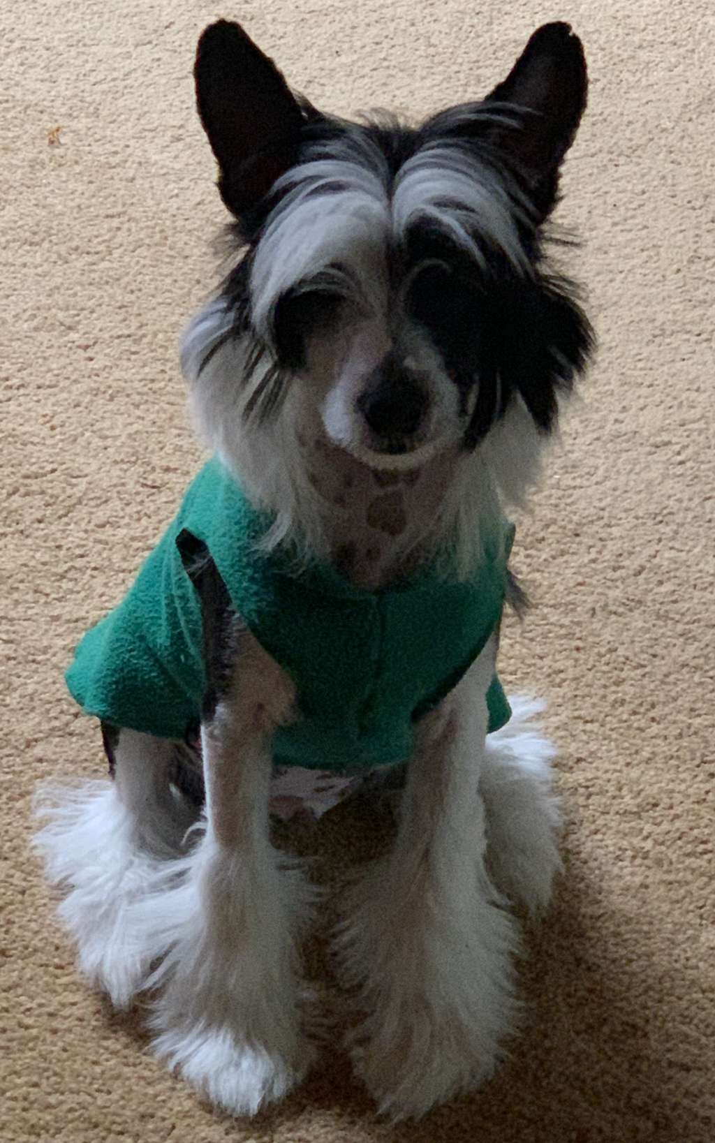 The Lion Lady's King Of The Jungle