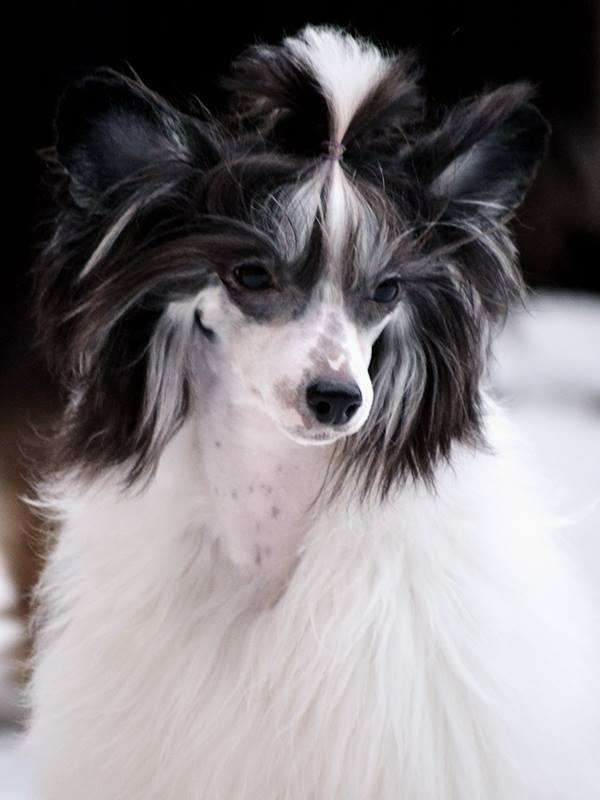 Chattanooga's Klikkaa Mua