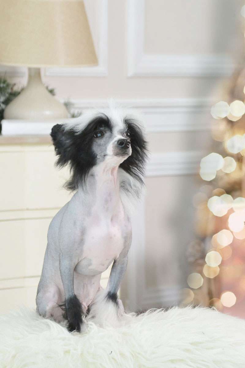 Vellar Pljus Lors Fon Graut