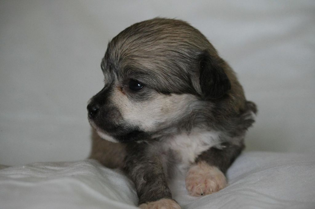 Abbaboos Dream of a Miracle