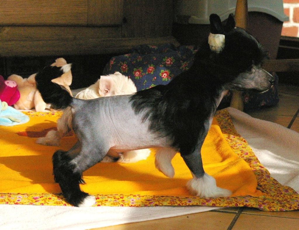 Promesse pour Steel von Shinbashi