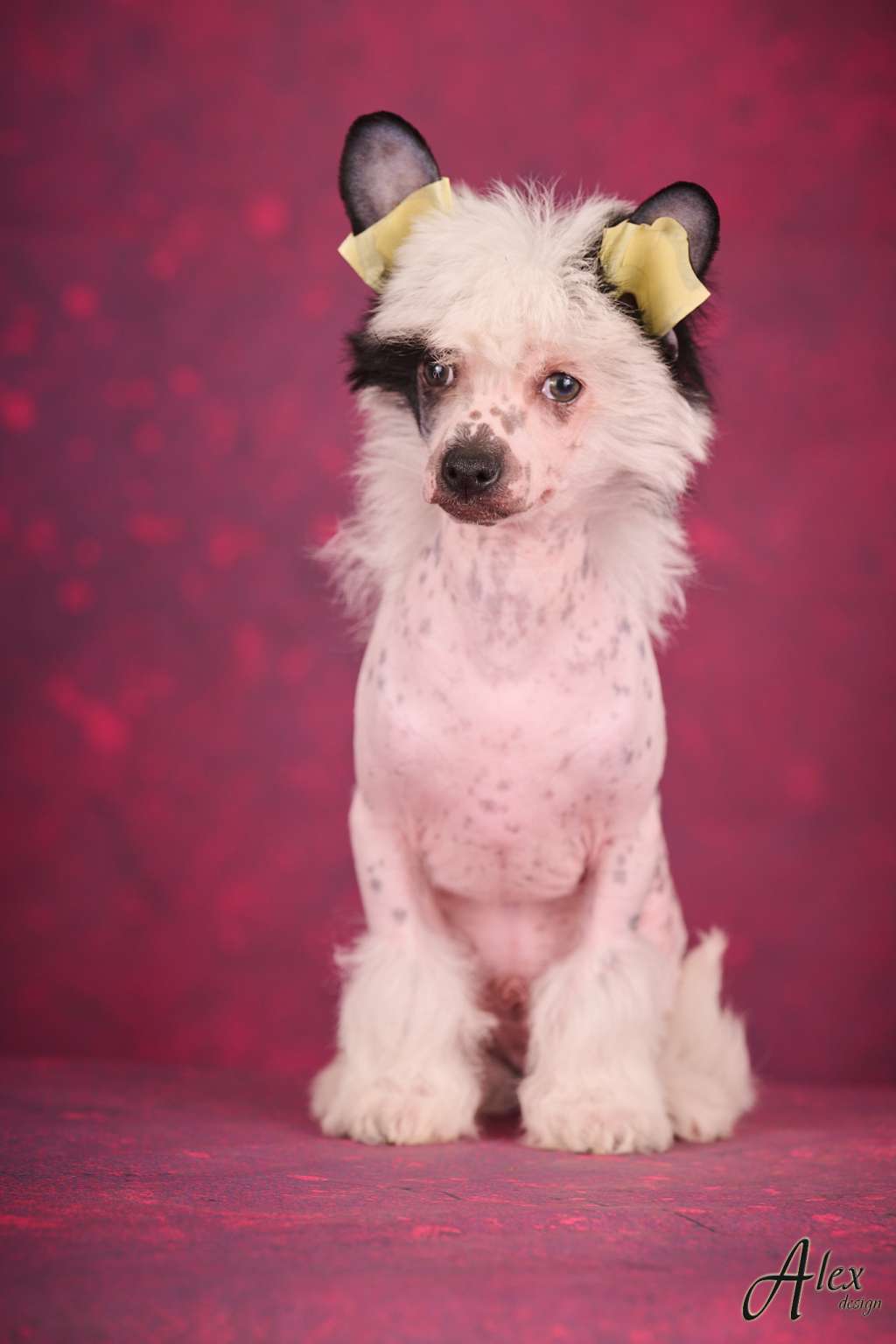 Kraspamir Jack-Sparrow