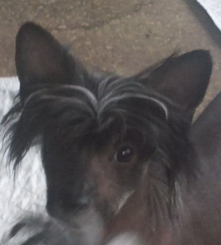 Altacrest's Last Man Standing