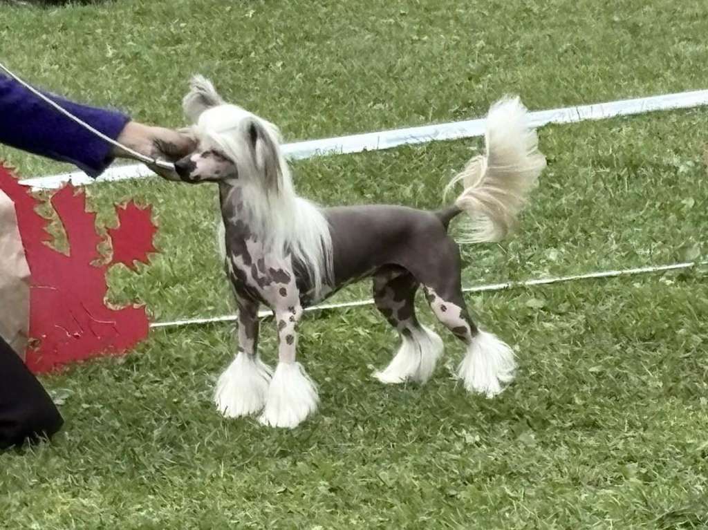 Hitchcock's Story Gerardesky