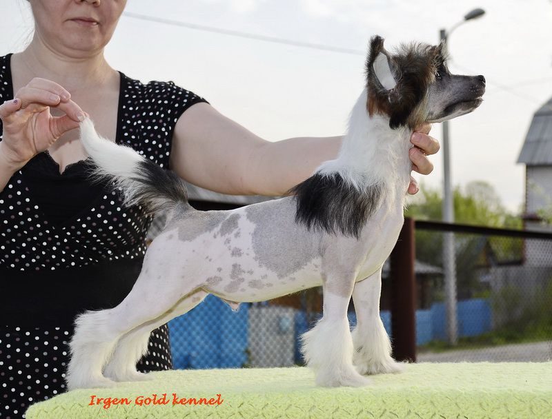 Irgen Gold Hilfiger Tommy