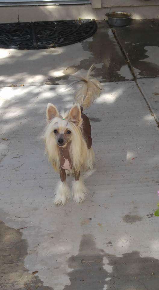 Crest-Vue It's A Love Thing