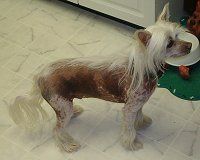 Silver Bluff Golden Naz