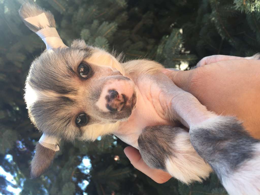 Golden Deer Magic Macho