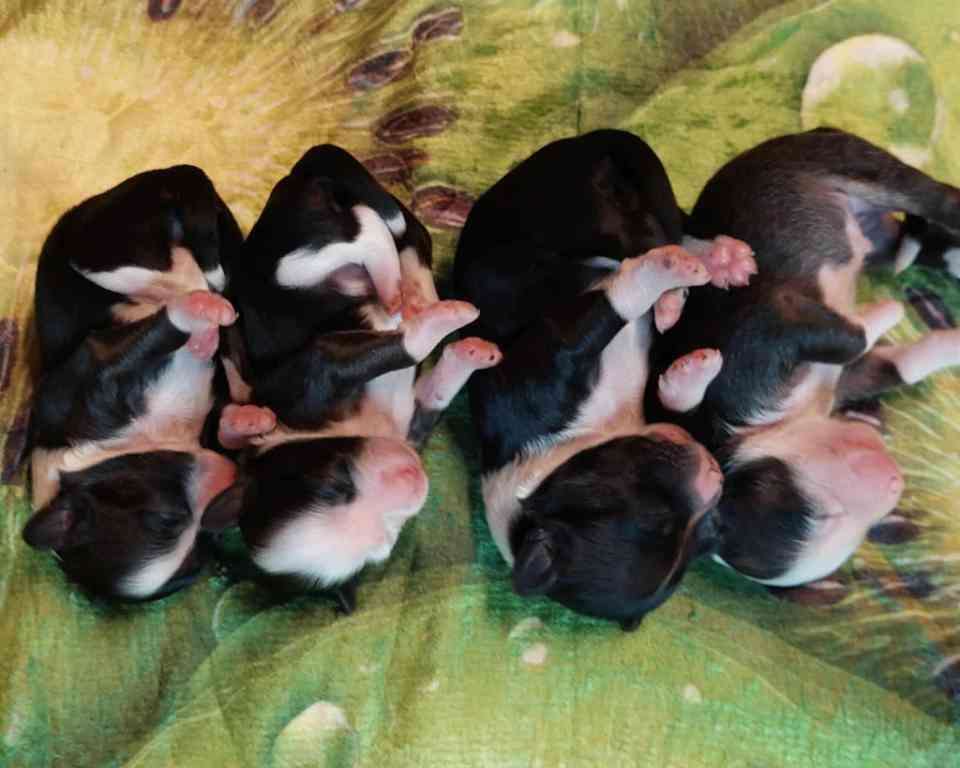 Candy Kiss Cool Lady