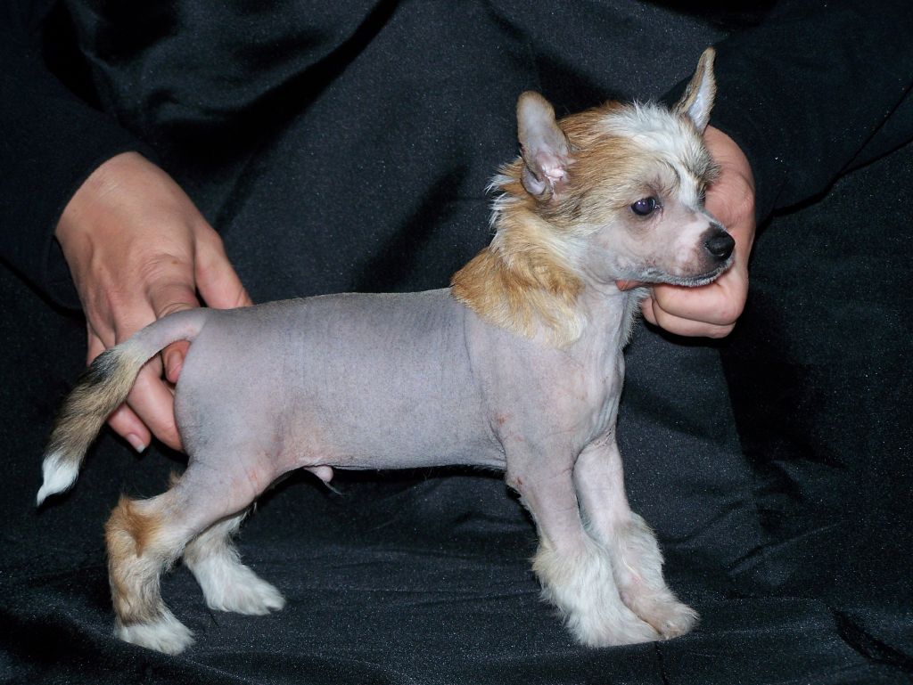 Gamin mickey du chti coup de patte