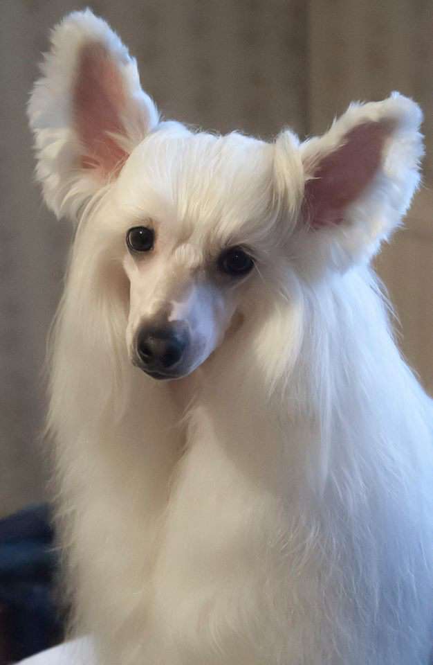 Ch. Etno Spirit Zolton