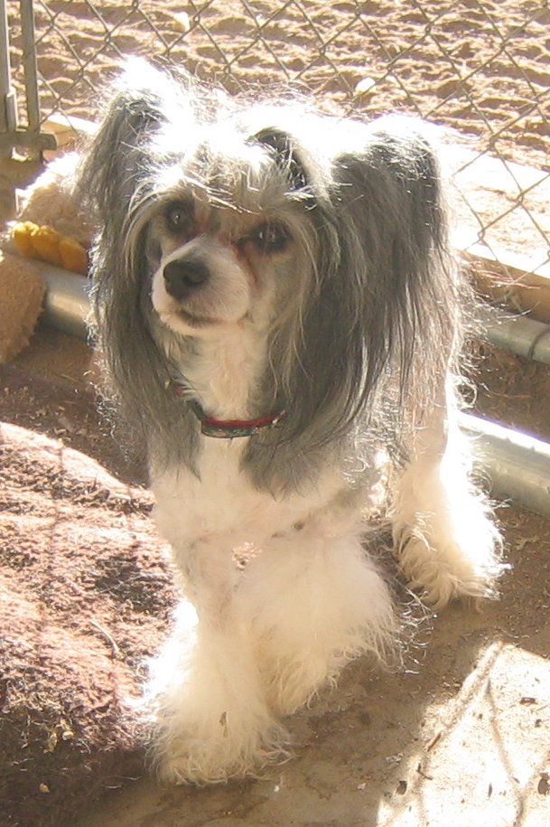 Rujha's Mighty King David