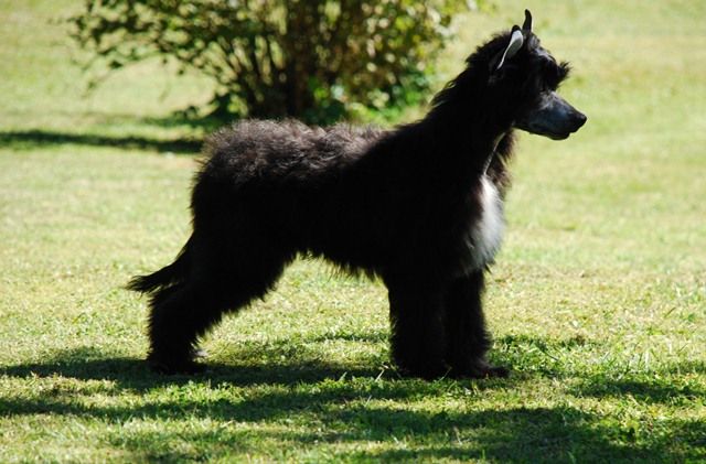 Golden Diamond Crested Leonardo