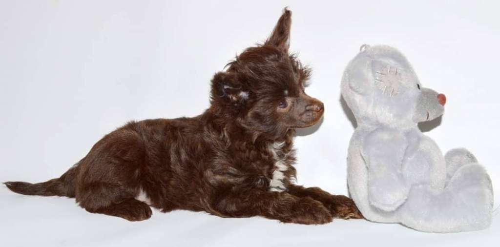 Fausija Jumana Dream Of Badgley Bear (MINI)