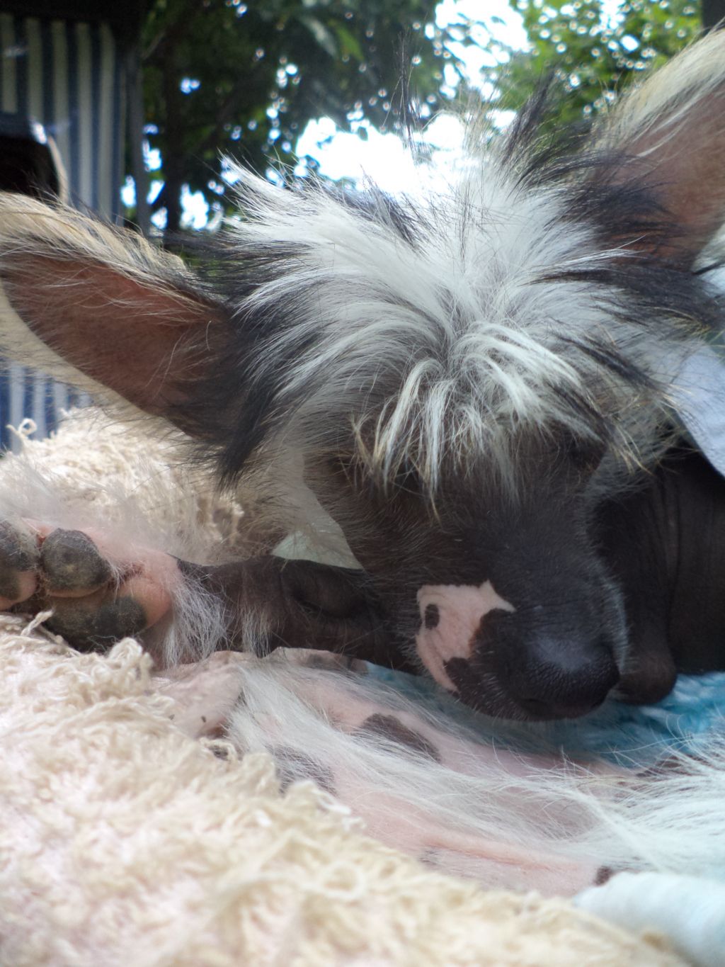 BEJRA Valp fra Elizabeth