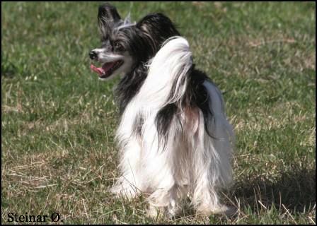 Sørperlas Miss Edina