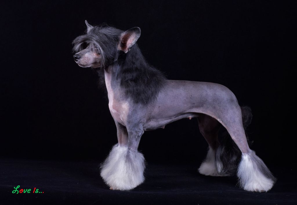 Taijan Dreamer Midnight in Moscow