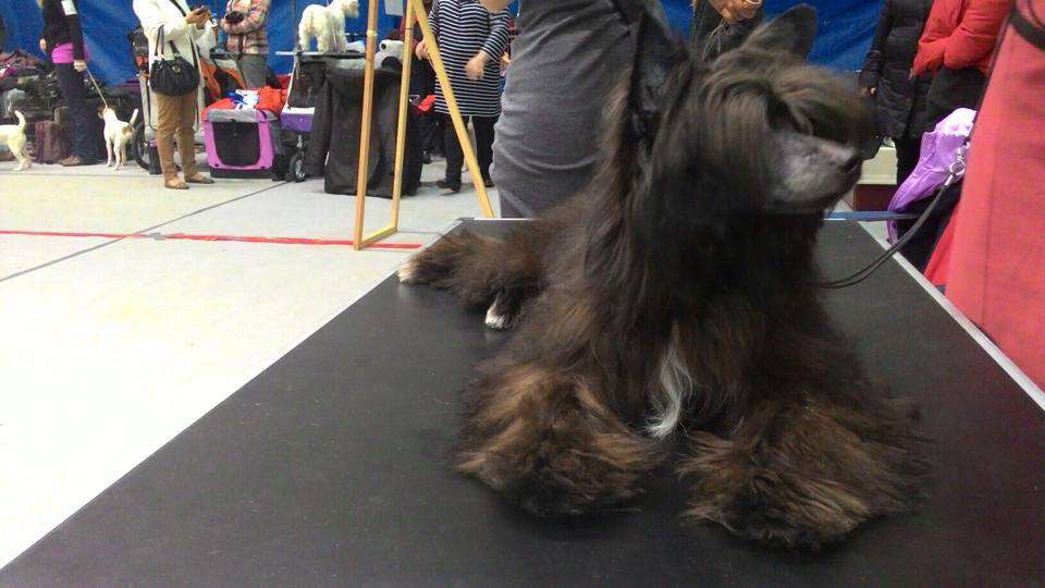 Feldeiso Chevalier of My Heart