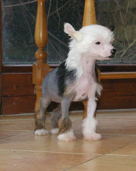 Blue Magic Coco Madmoiselle