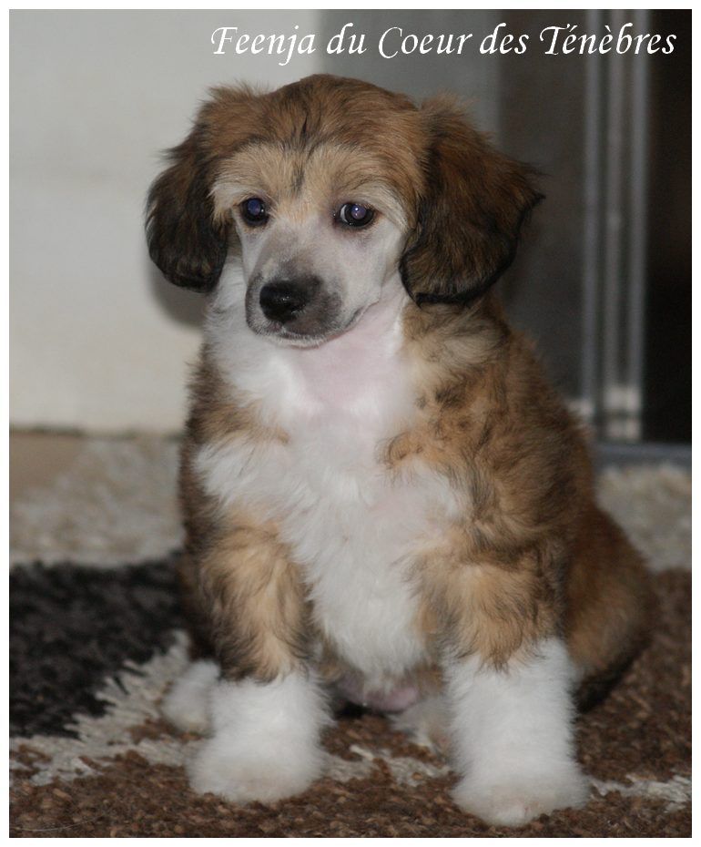 Feenja Du Coeur Des Tenebres