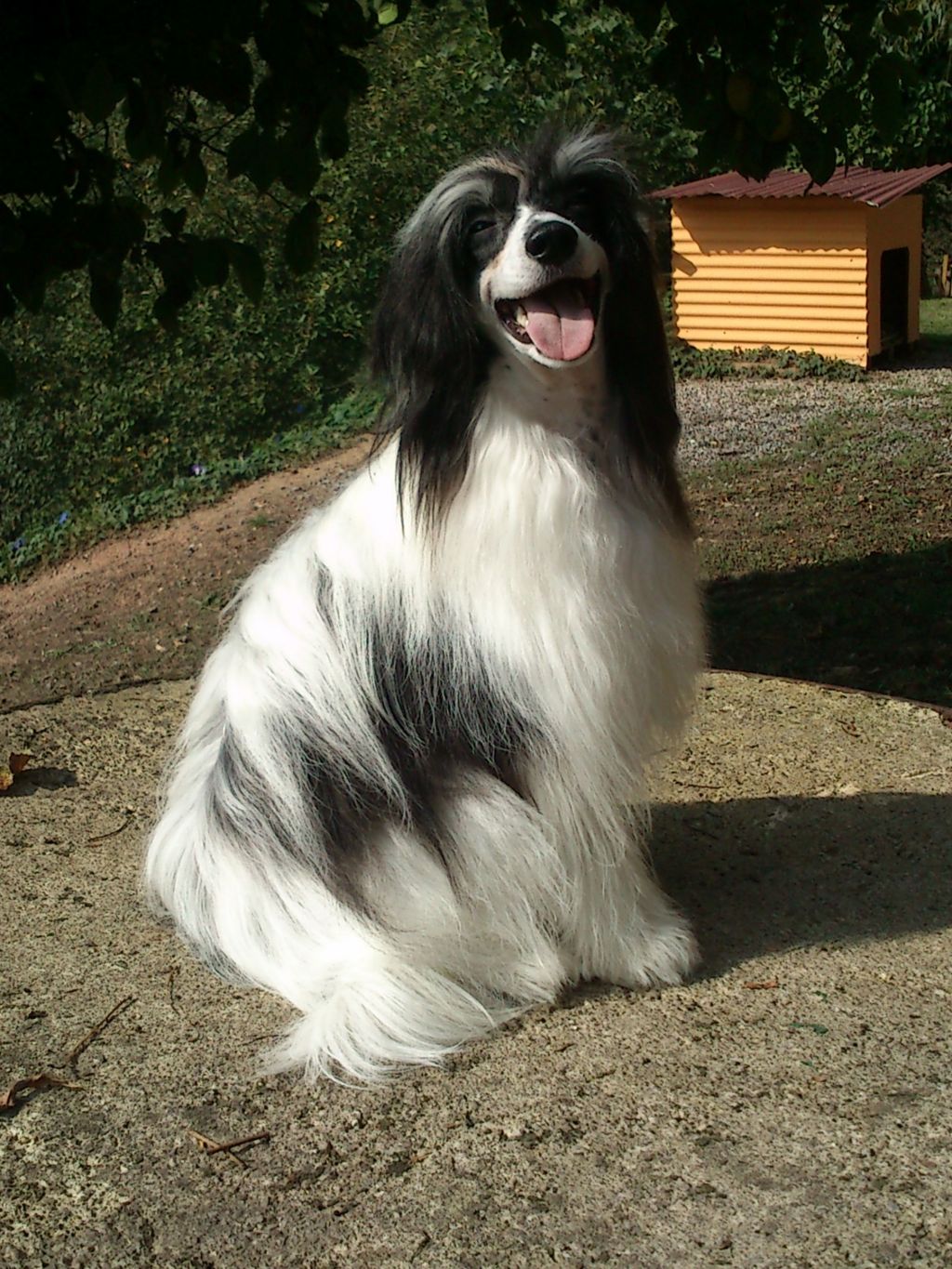 Syrup of Sweetness de Almamasan