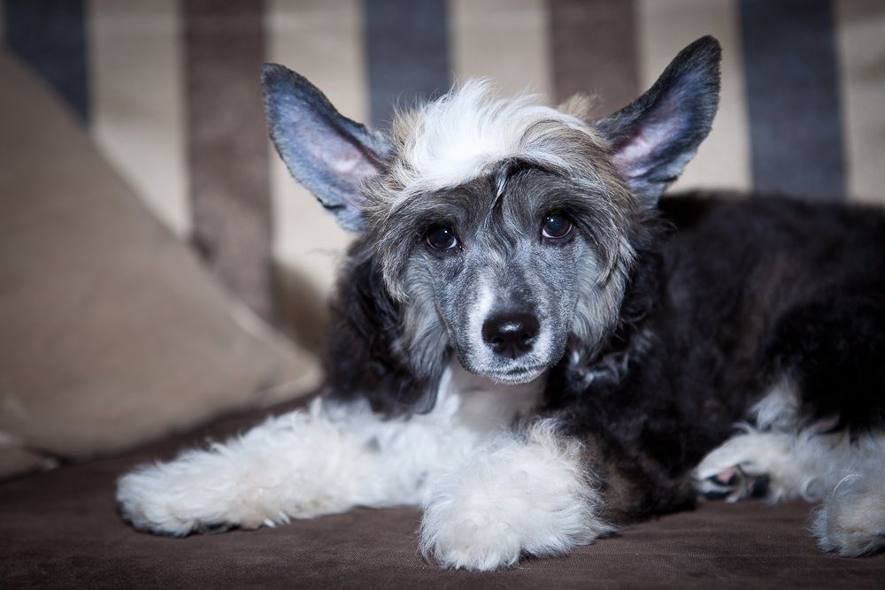 Dogland Happy Devaloka