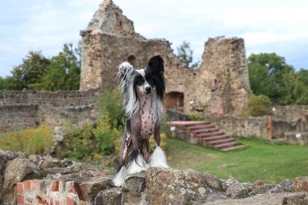 Take It Easy Princes de la Roses