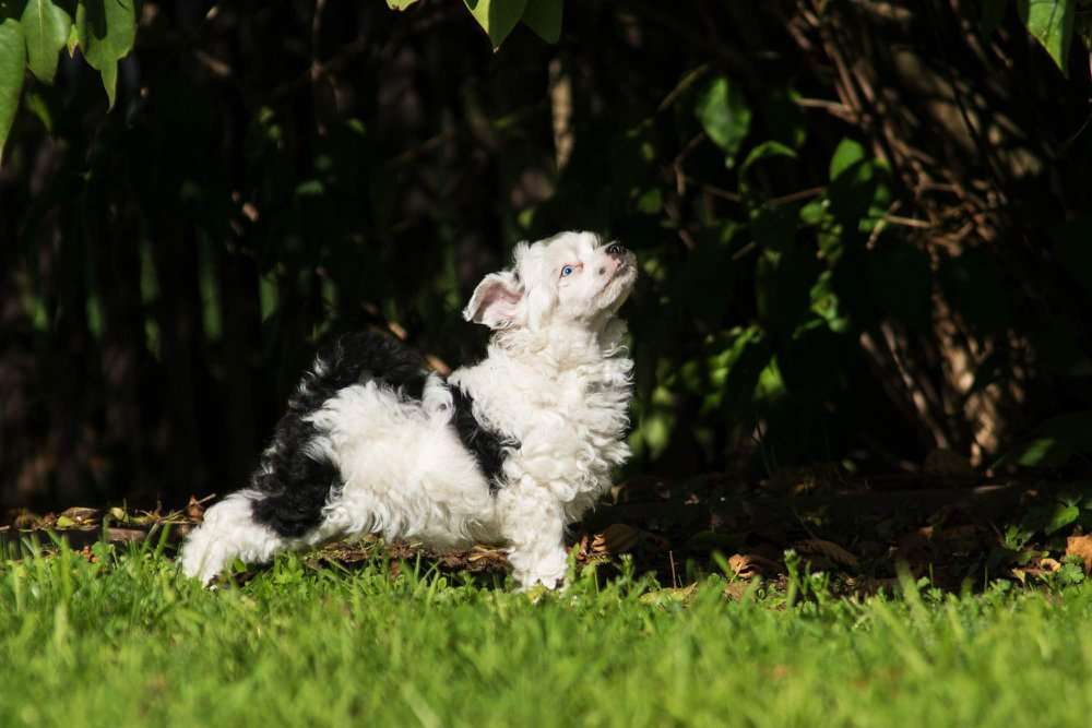 Higlight Z Valdorfskych lesu