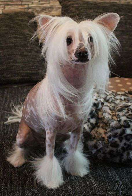 maestro du pavé de varennes