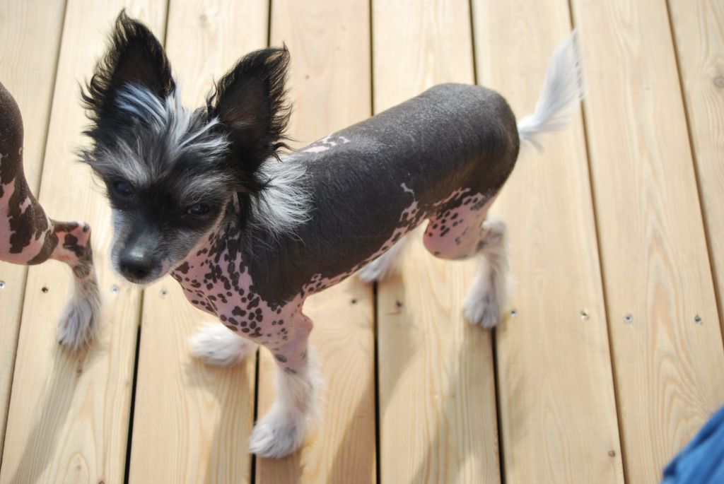 Alfastigen Stini Ruter Dam