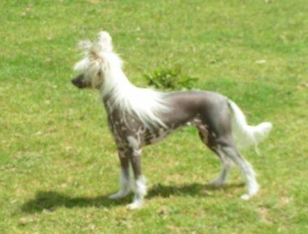 Six Gems All Jazzed Up