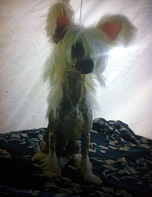 Blackheath Armageddon