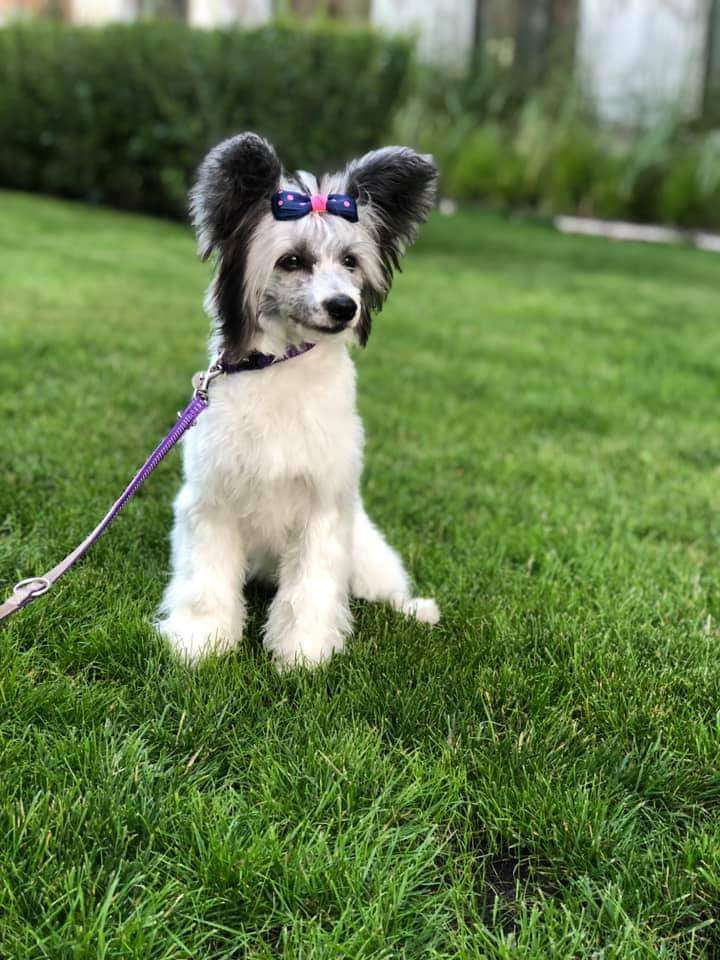 Little Sunshine in Demon Ognia