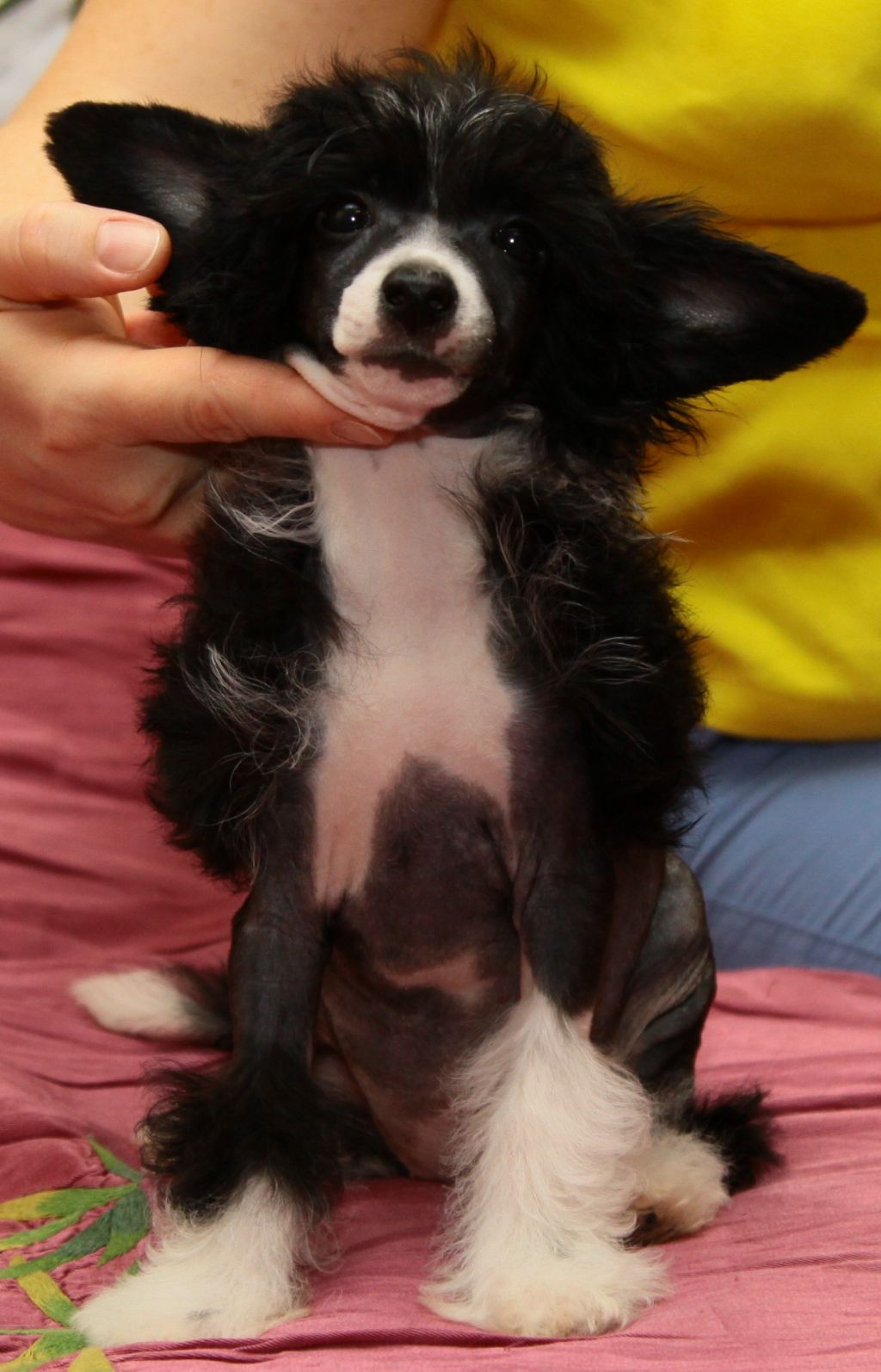 Premier Mari Coco Chanel