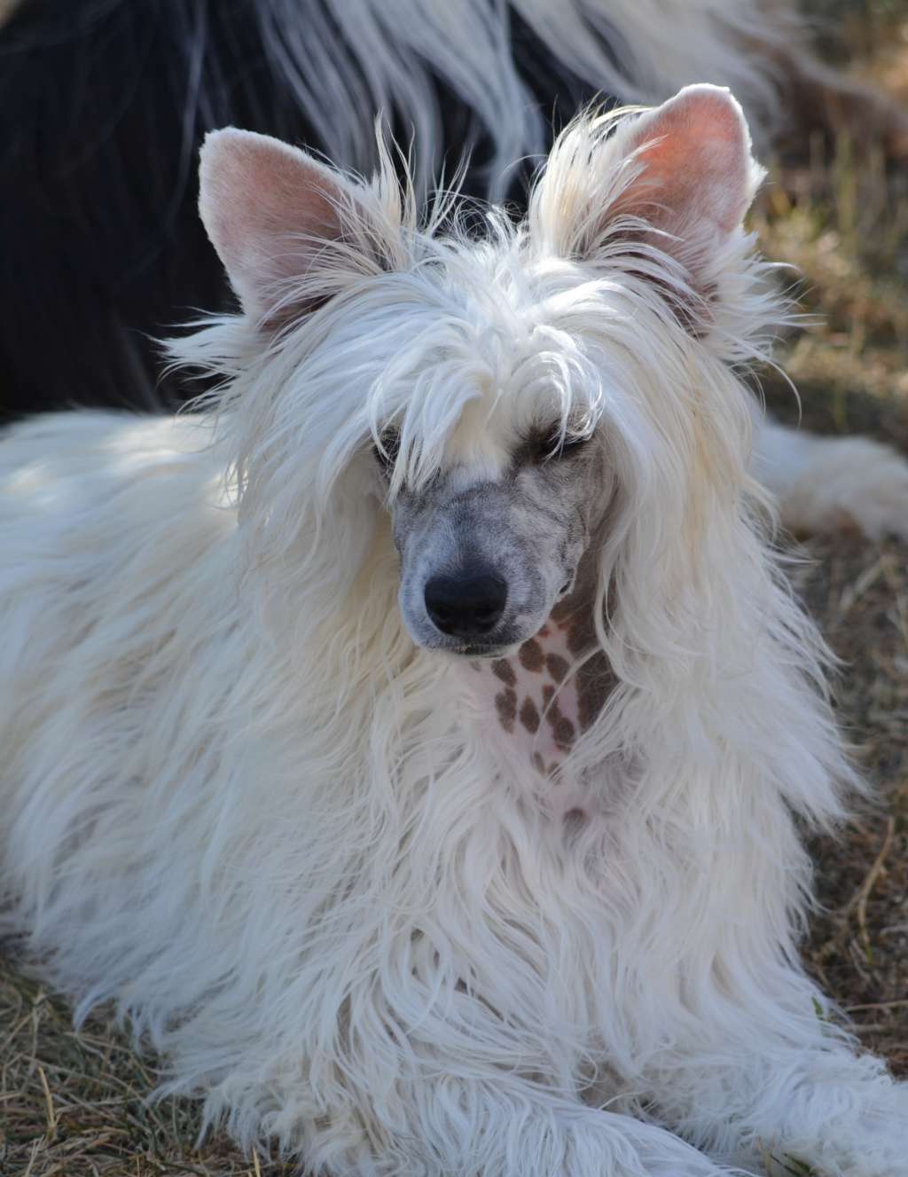 laurelin de l'Orée des Rêves