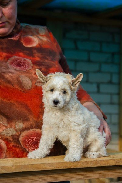 Berenik Pandora Elvin