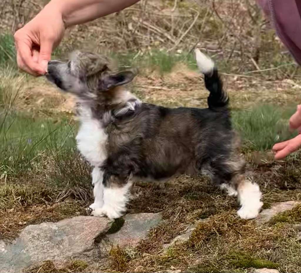 Proud Pony Asian Grace