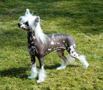 Trønderpia's Kind O' Magic