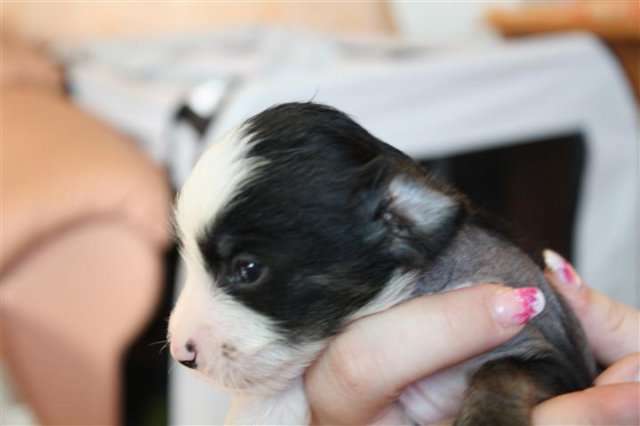 Twilight Diamonds Dragonheart