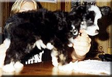 Sea Fire's Mac Kennzie