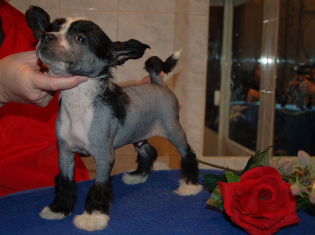 De La Mahafu's Let's Hance