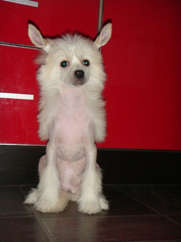 Afrodita Money Stream