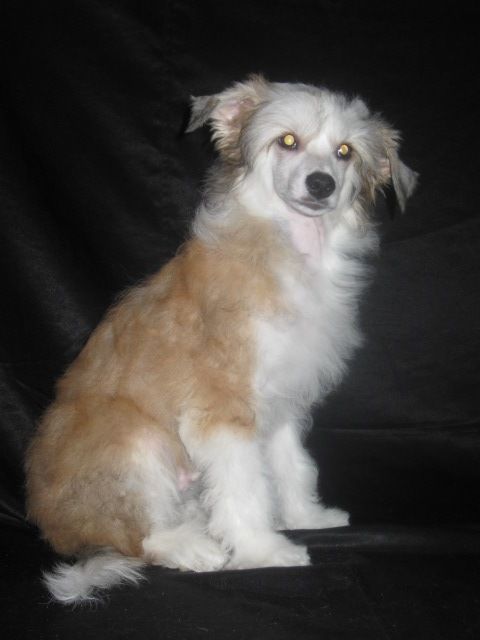 Best Golden Moye Ryzhee Solnyshko