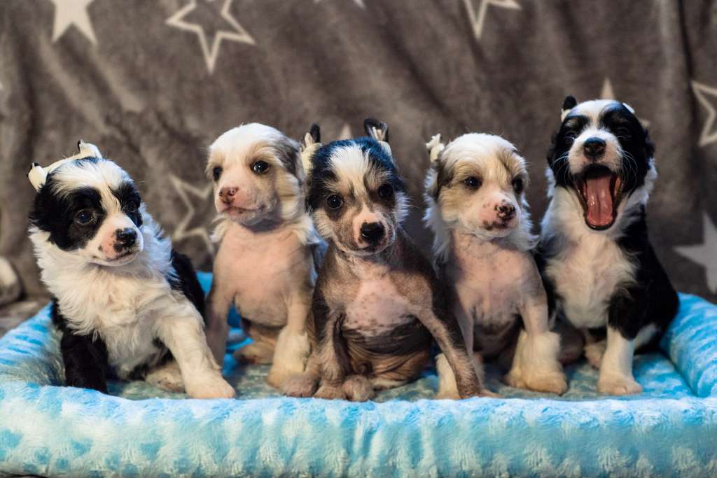 Anna Sky Kennel Theodore