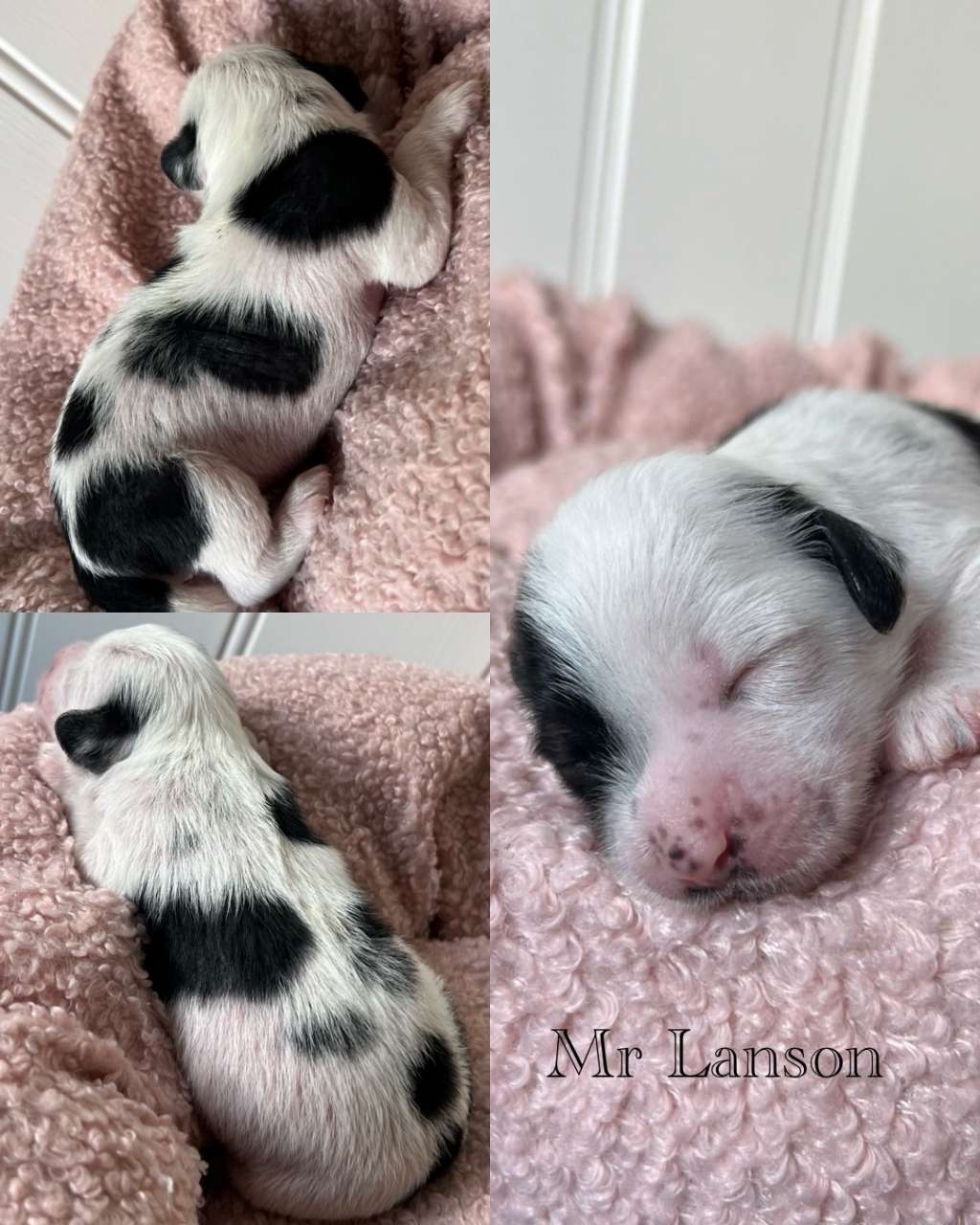 Dreamful Mr Lanson by Naked Bubbles